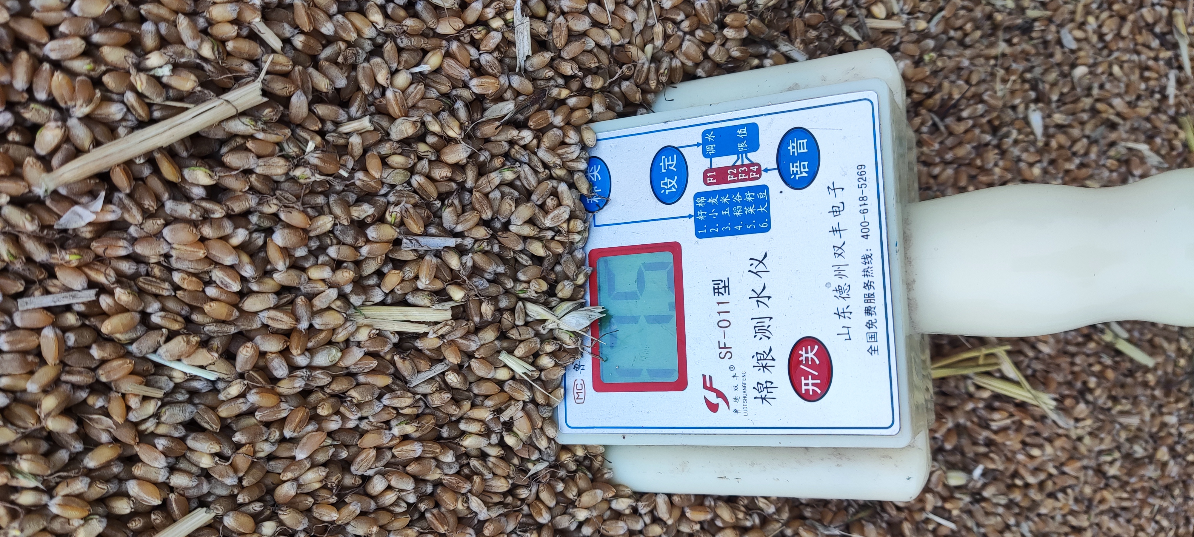 小麦发霉变黑怎么办,小麦发芽了用什么药能补救