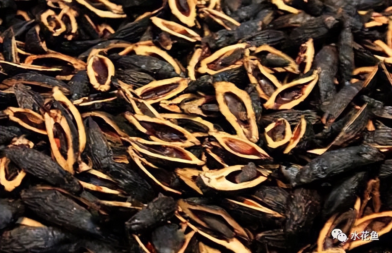 12种水产病害防治,你对水产动物病害的初步认识