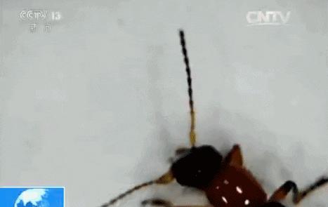 千万不要用手拍的几种虫子,碰到这些虫子千万不要去碰