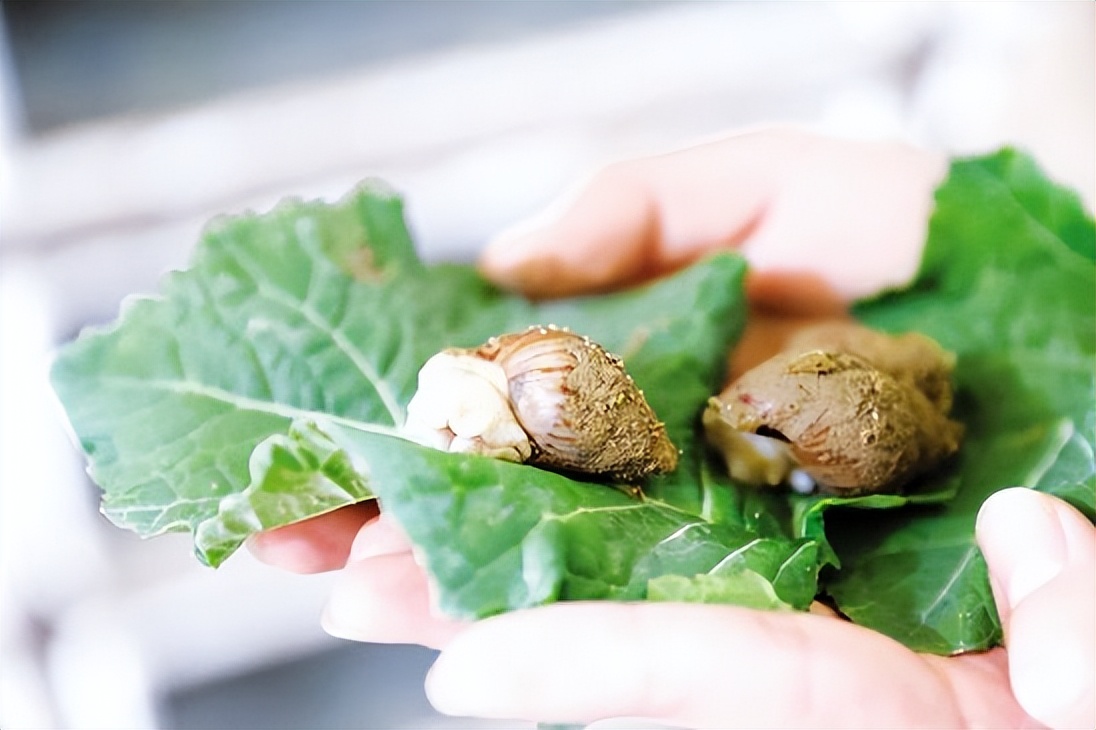 蜗牛可以做花肥吗,蜗牛做美容产品