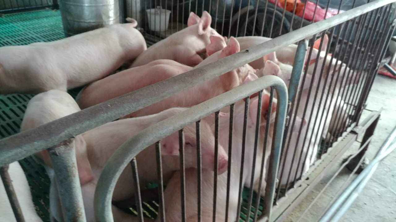 刚买回来的小猪怎样管理?小猪刚买回家应该注意些什么?