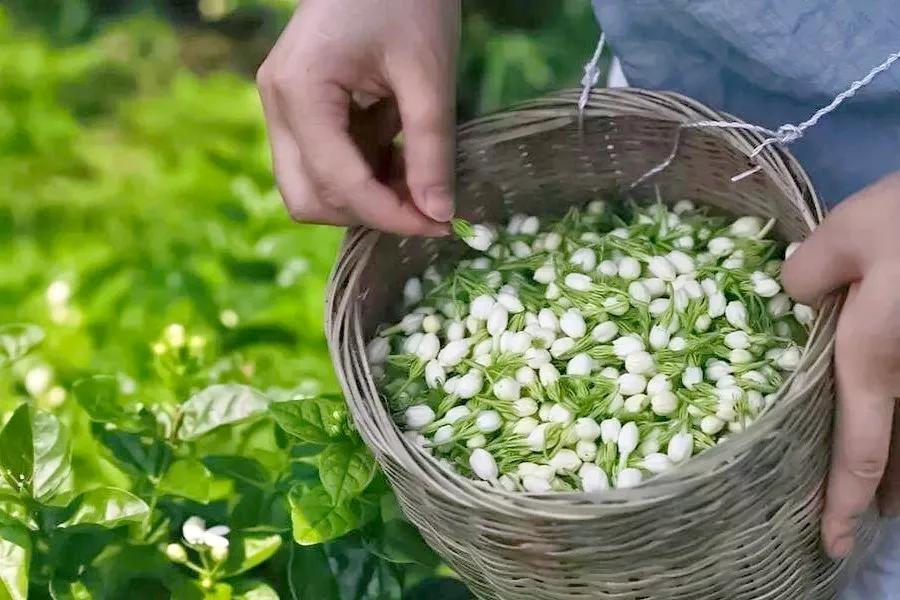 张一元茉莉茶龙毫和雪毫哪种好,张一元茉莉大毫茶和茉莉毛尖