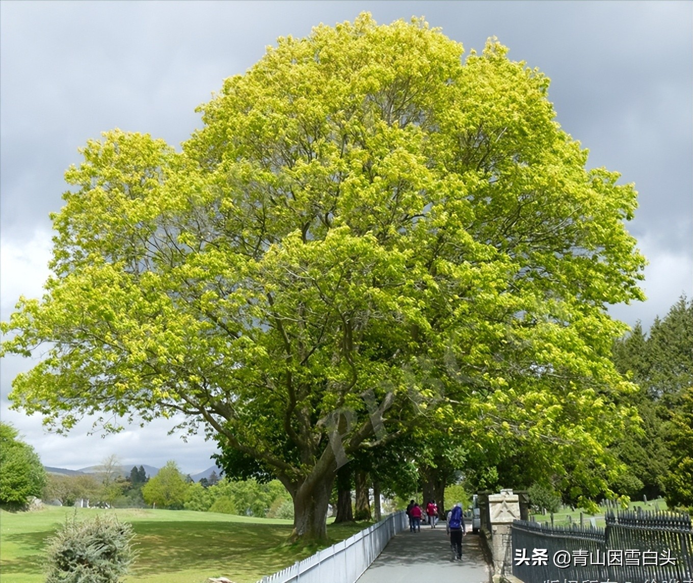 种树前景怎样,栎树种植前景如何