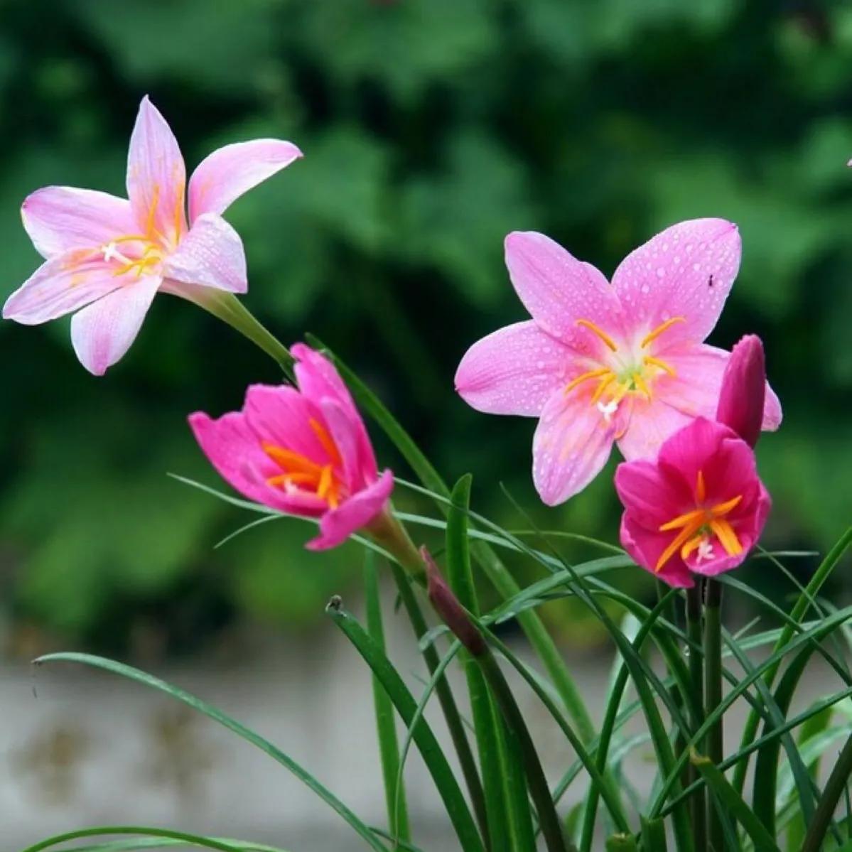 春夏之交，越来越多的花含苞欲放，这一百种娇媚蓓蕾真是美不胜收
