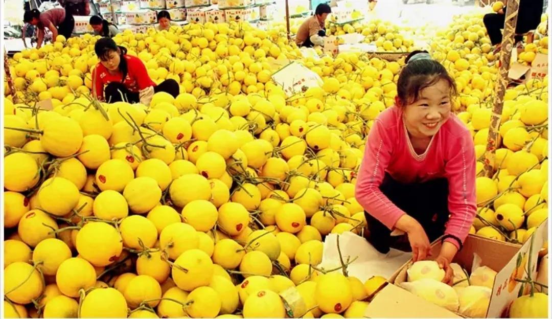 垂涎欲滴的瓜世界：瓜田李下说吃瓜，一片冰心香满园