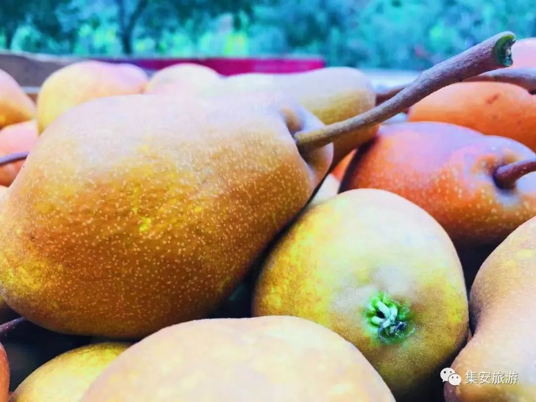 秒杀“水果刺客”！这篇《集安初秋水果指南》快收藏