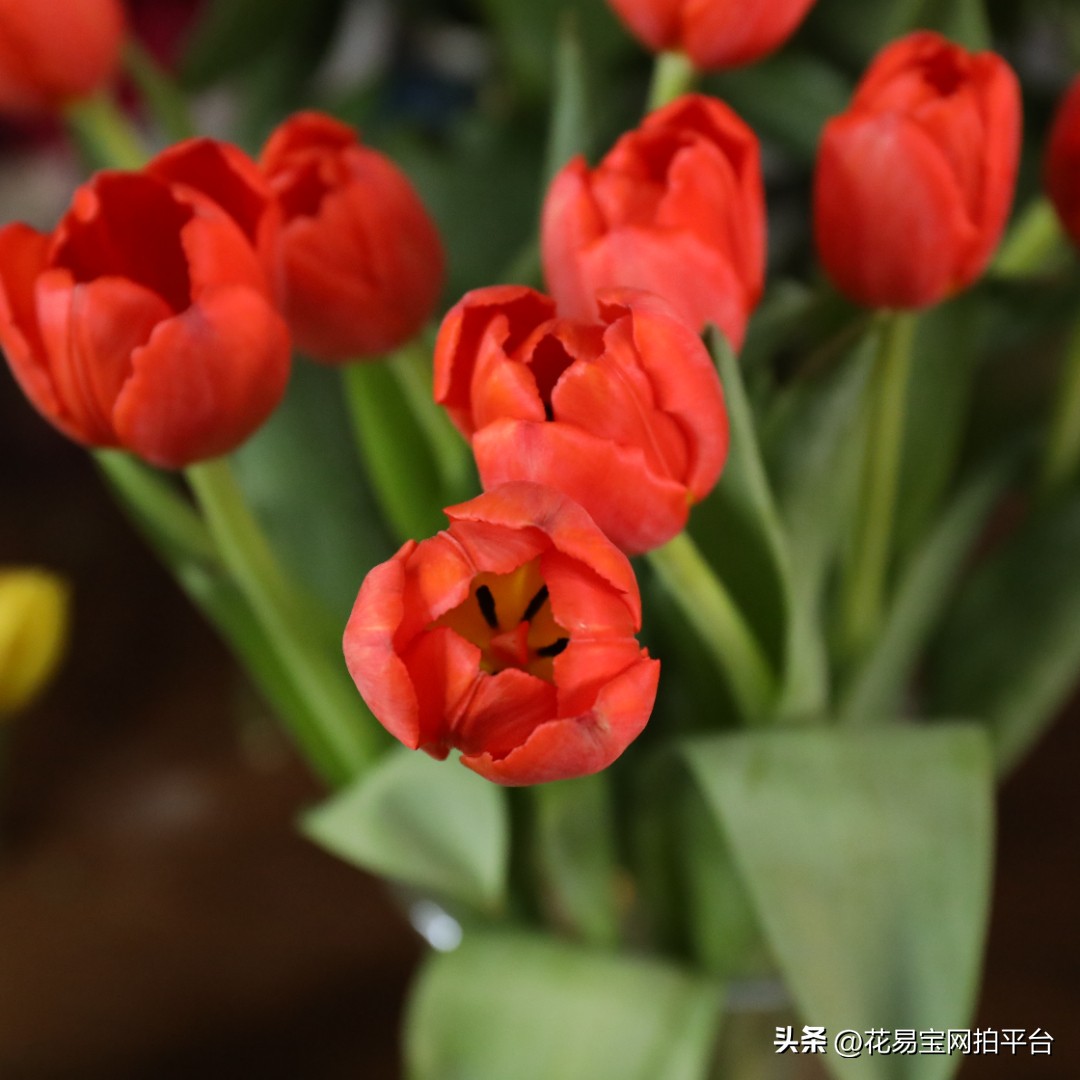 9月份红色好看的花材,颜值高的花束合集