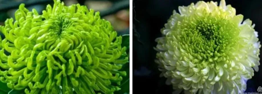 不是花中偏爱菊菊花开尽更无花,不是花中偏爱菊只是花开尽更无花