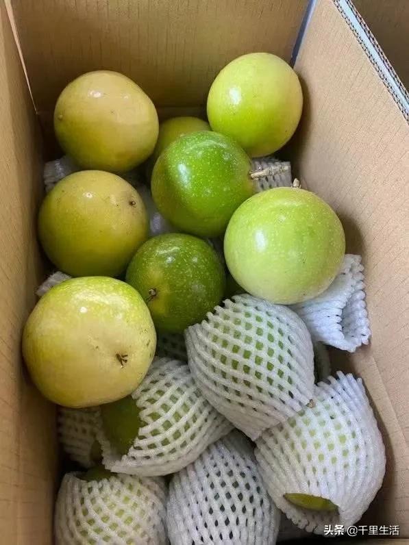 黄金百香果，“钦蜜9号”，百香果中的“爱马仕”，至爱非你莫属