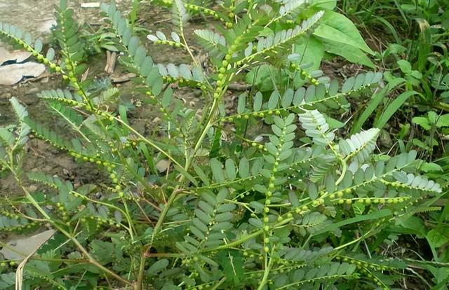 叶下珠护肝,叶下珠有养肝护肝的功效吗