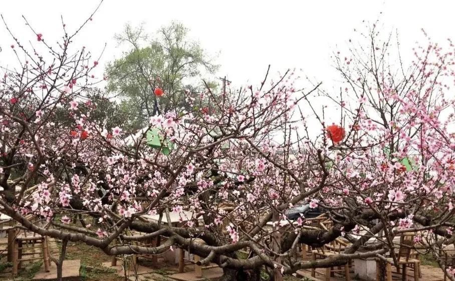 古人洗头用什么洗发水好,古人没有洗发水是用什么来洗头的