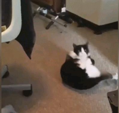 被弃养过三次的猫,弃养率极高的五种猫