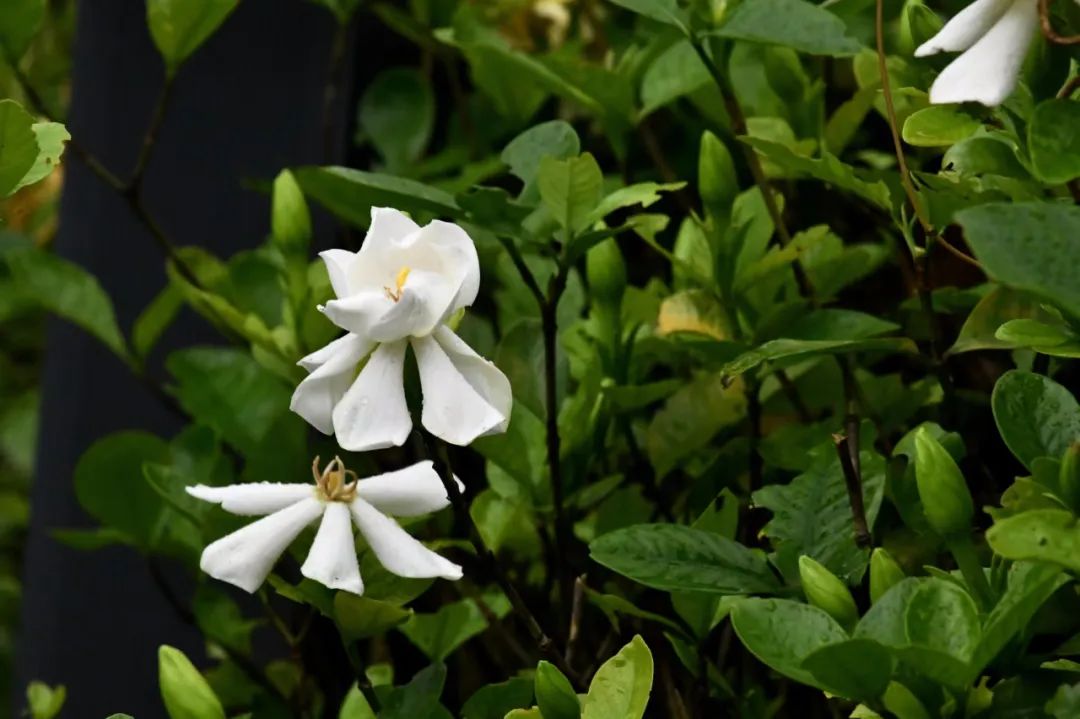 栀子：如月素净，如风清凉