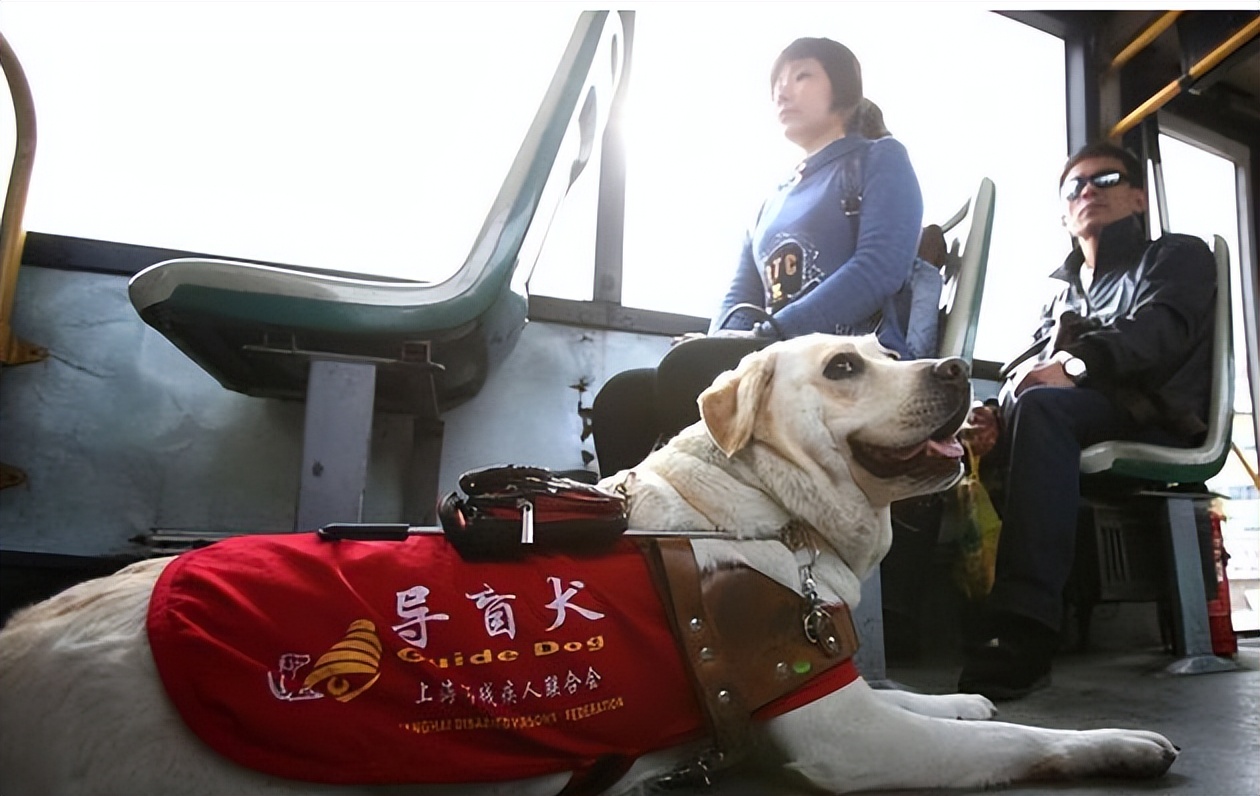 养狗小技巧之拉布拉多怎么训练,养狗新手入门必知拉布拉多怎么养