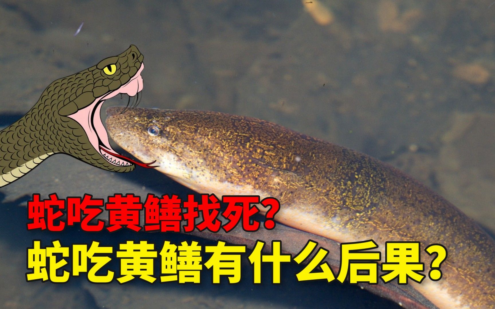 蛇吃黄鳝真会有危险吗,为什么蛇吃黄鳝会咬人
