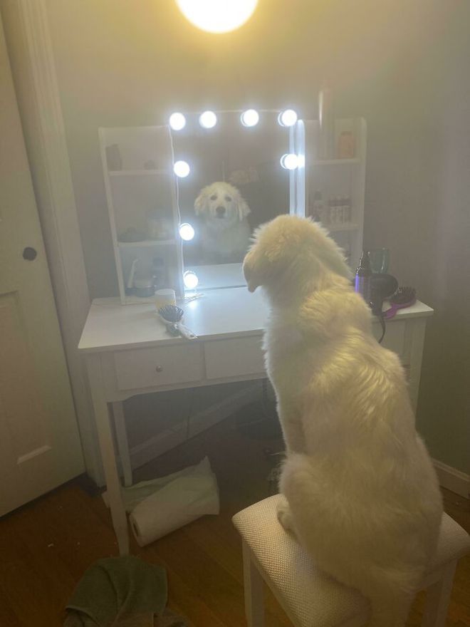 一身反骨的狗狗也有温柔的一面,天生反骨狗狗