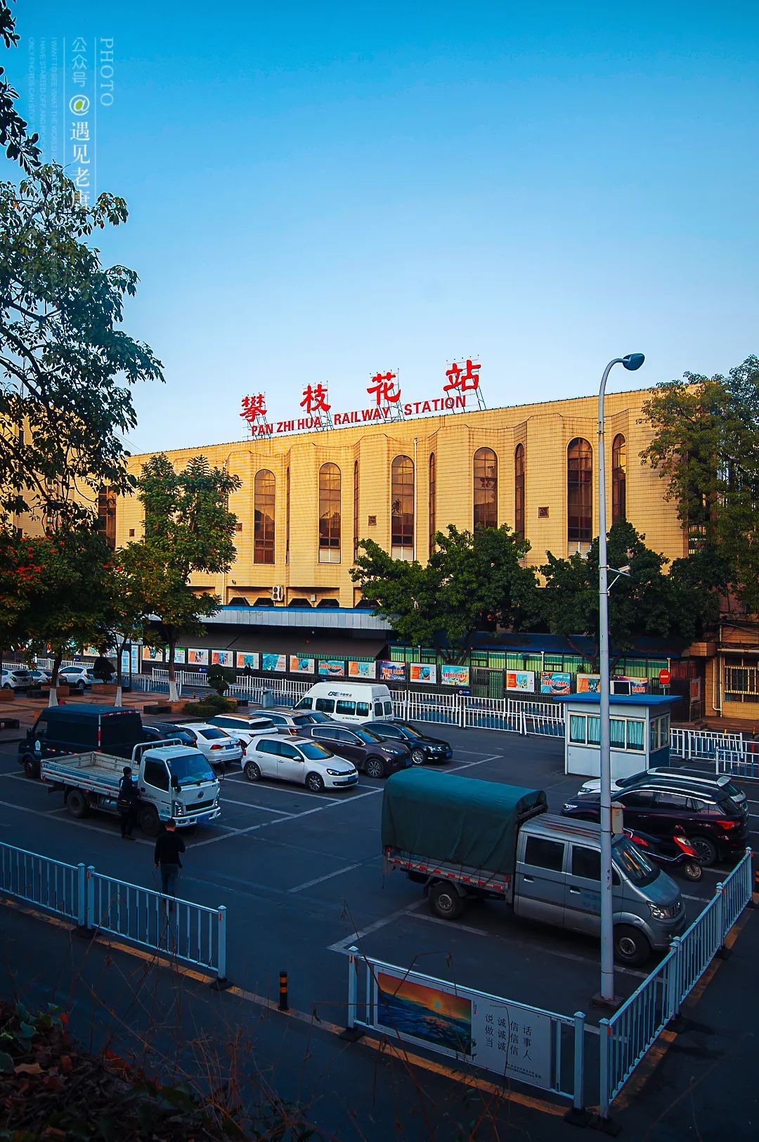 攀枝花是一种什么花,什么是攀枝花铁树