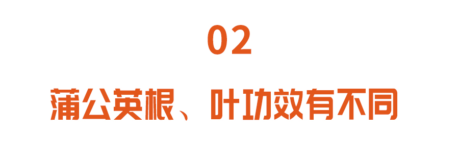 药草皇后蒲公英泡水竟然能抗癌,蒲公英十大功效