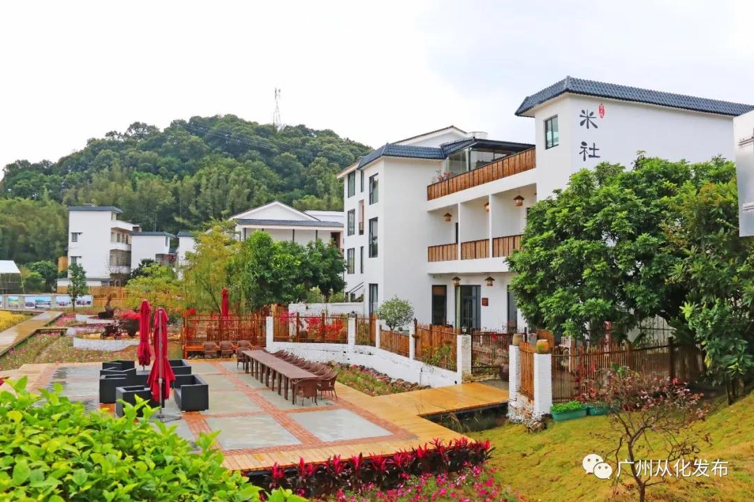 高山番薯广东广州从化地区的特产,哪个品种的番薯香甜软糯好吃