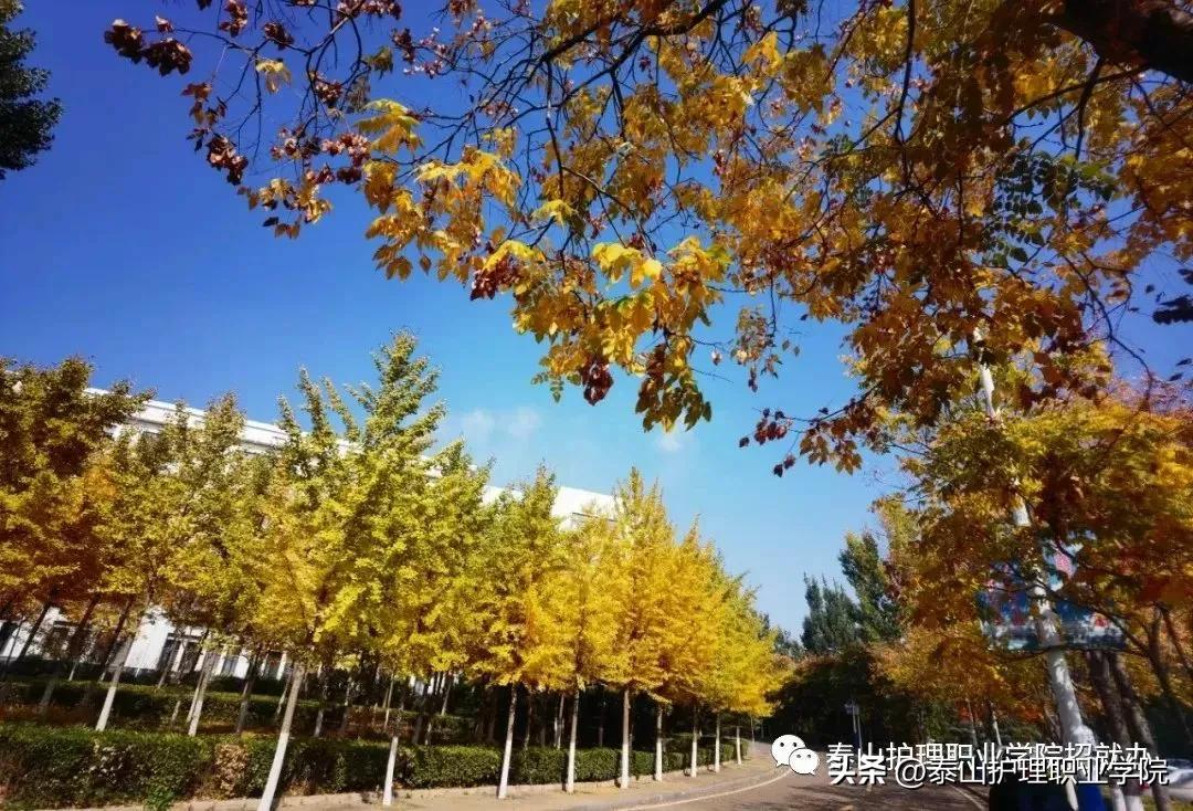 山东省2023年普通高考网上报名,山东省2023年高考选科要求