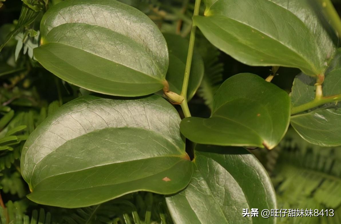 农村消失的水果,农村才能吃到的十种水果