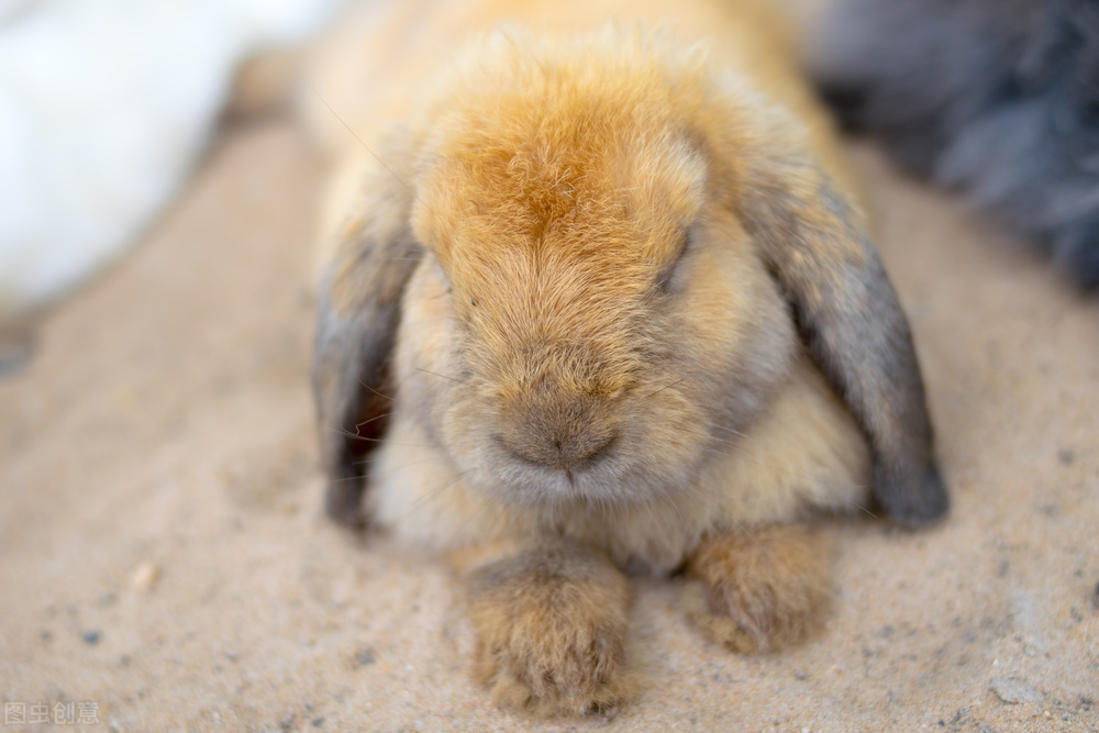 兔子拉稀肚子里面有水响,兔子拉稀不肯动怎么急救