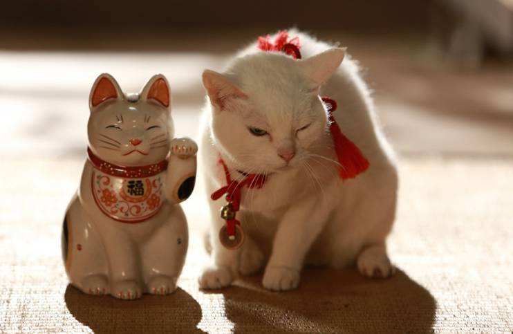 你家猫都有什么气味,你家猫有多可爱