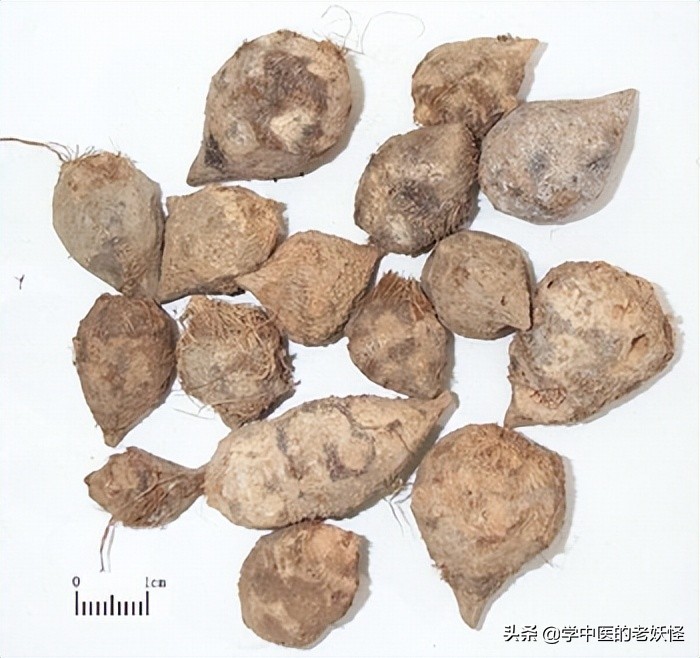 三棱莪术破血逐瘀,三棱活血化瘀