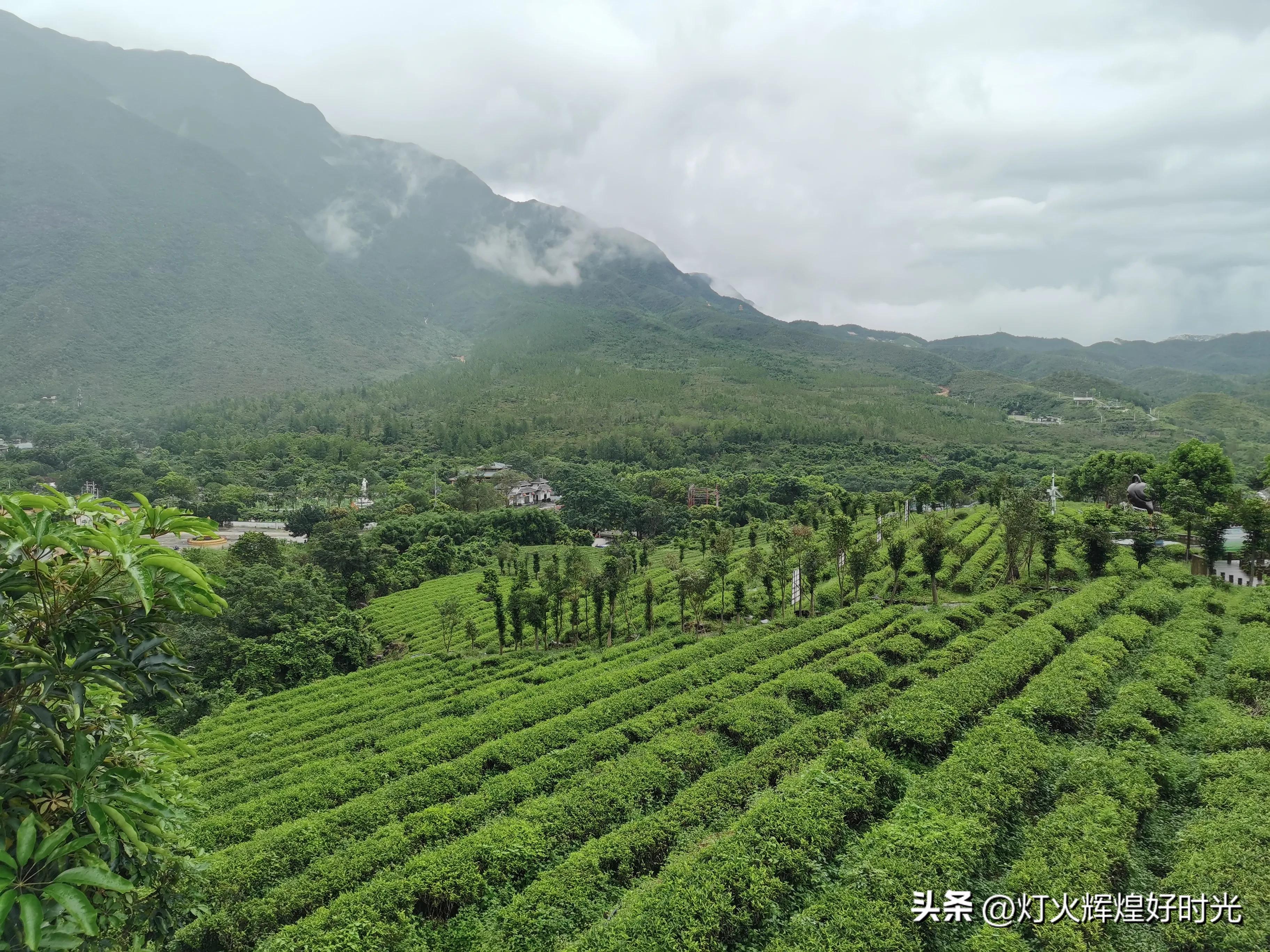 夏日掠影,雨天花开,人见人爱
