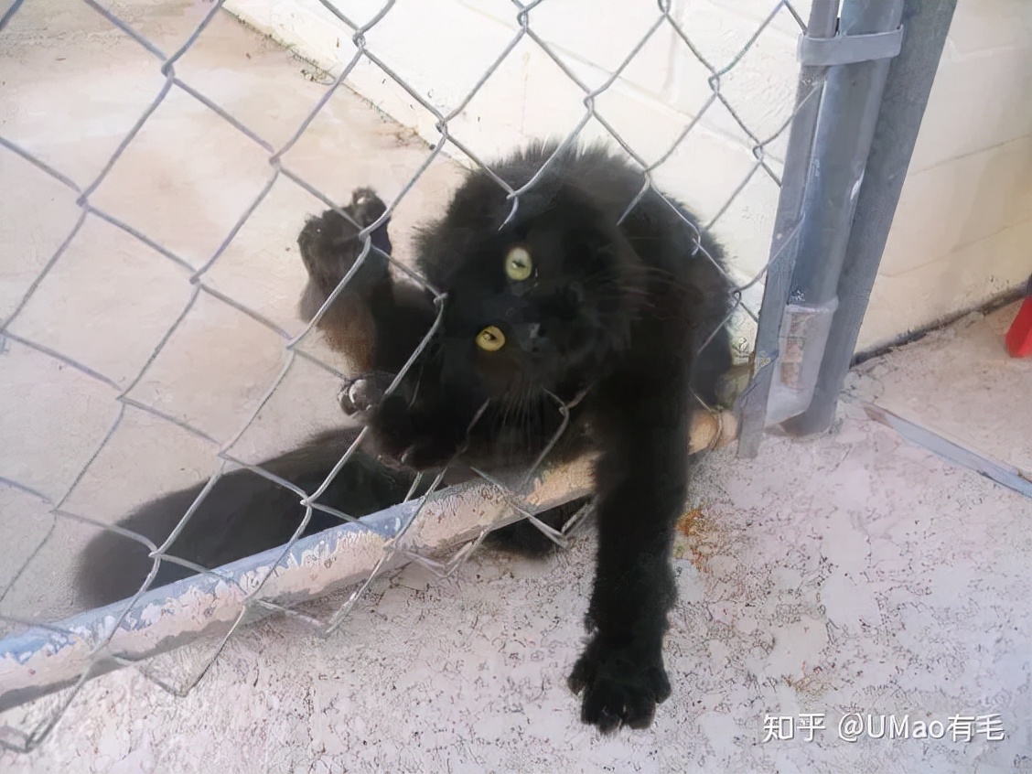 别人家的猫是液体还是固体,猫都是水做的