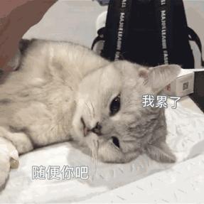 哪种猫最通人性好看又好养,猫界中最通人性的几种猫你养了吗