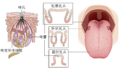 全息舌诊舌形分几种,舌诊八种舌象及解释