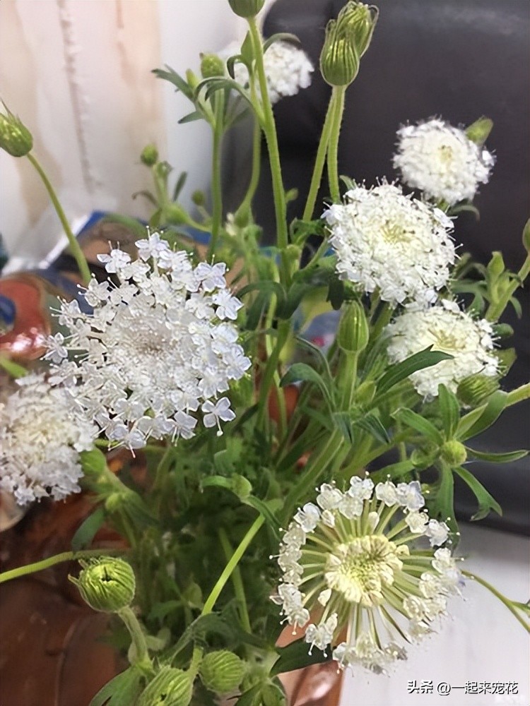 4种花便宜好养又漂亮,4种花漂亮寓意好