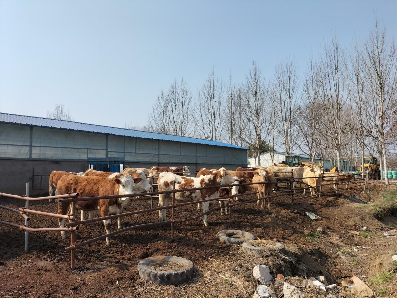 利辛高飞,安徽利辛养殖致富路