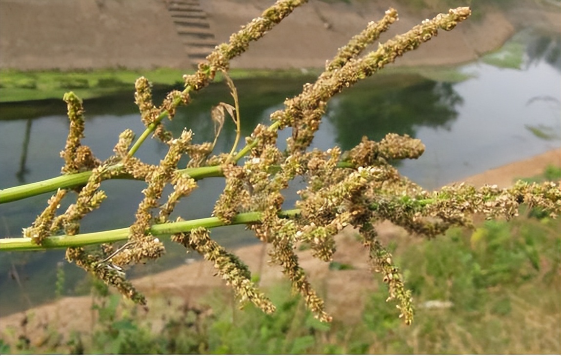 碳水化合物的好坏决定我们的健康,蛋白质和碳水化合物