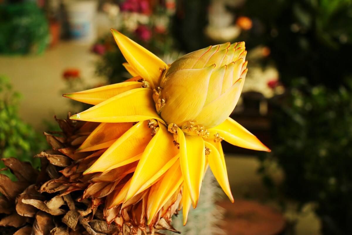 代表富贵吉祥的花草,有寓意的花草名