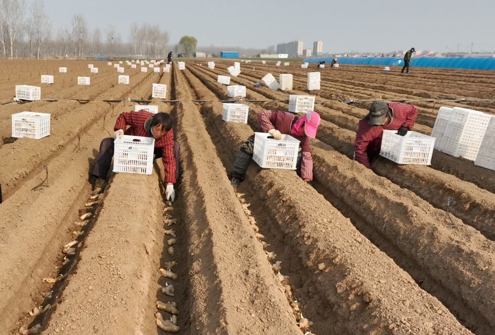 河北唐山生姜收获视频,唐山哪个地方种植姜