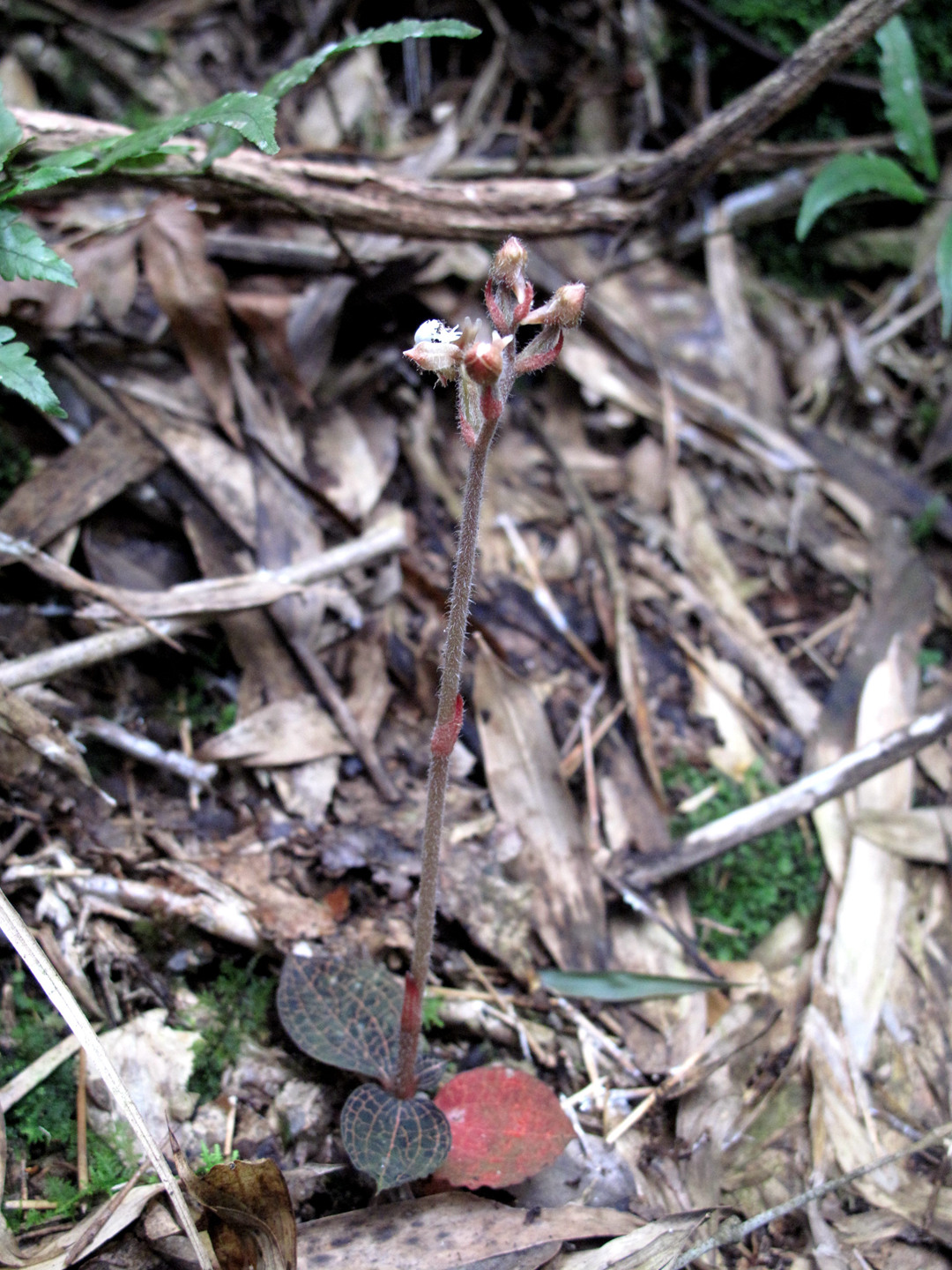 海曙龙观乡深山中首次发现珍稀兰科植物——浙江金线兰