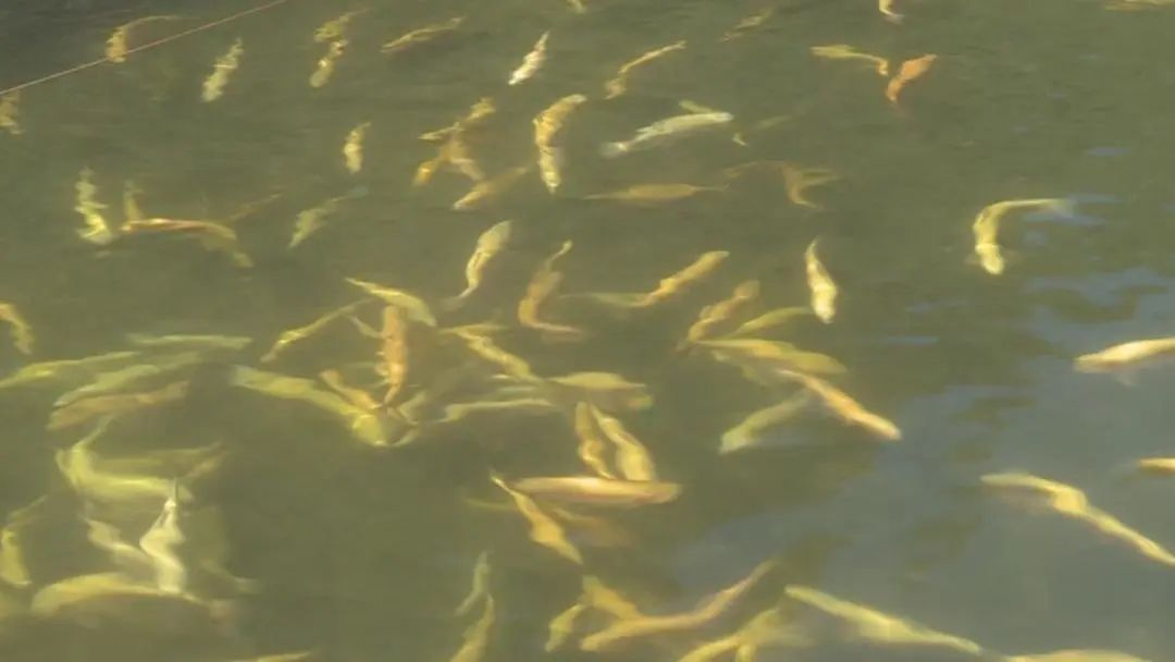 渔业乡村振兴,乡村振兴大棚养淡水鱼