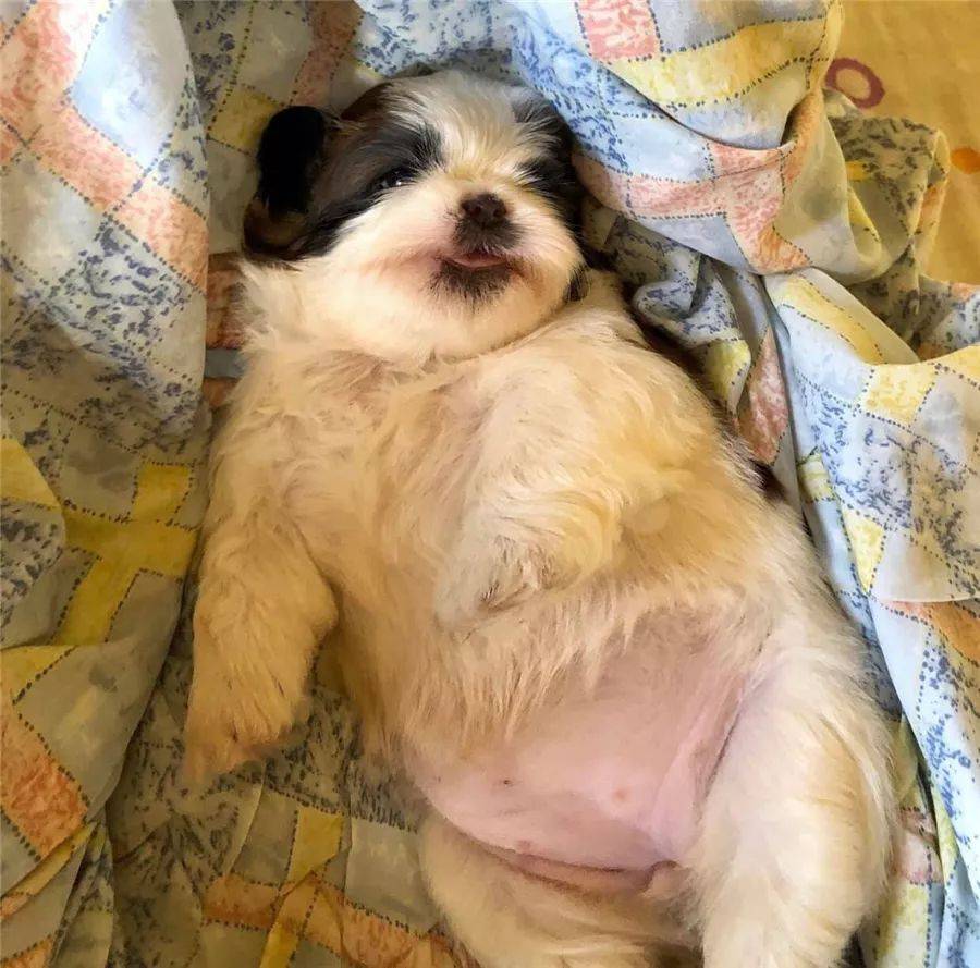 狗狗怎么防止被咬,狗狗怎么养才不会被咬