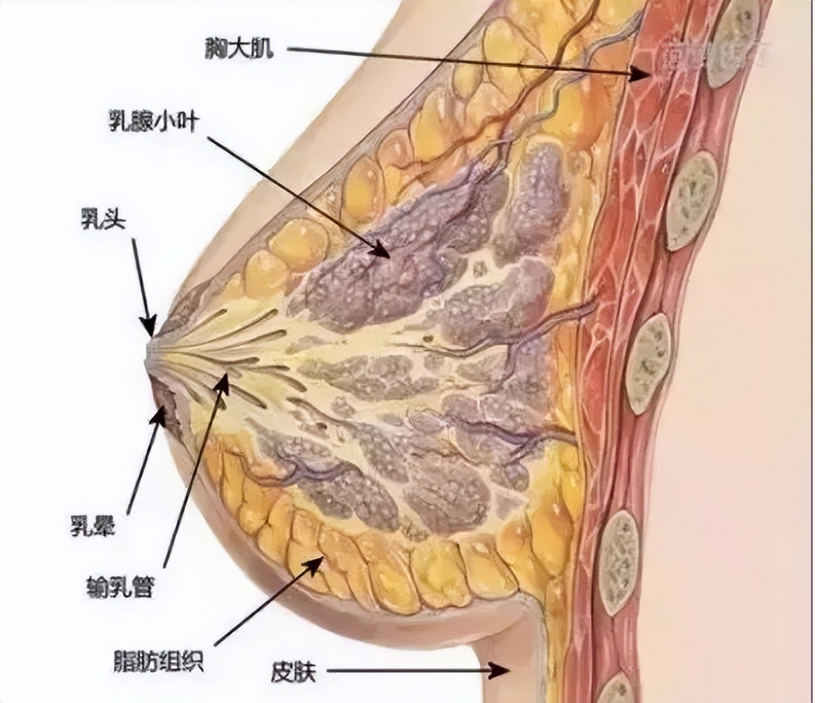 睡觉时趴着睡会不会把胸变小,趴着睡觉胸会变形吗