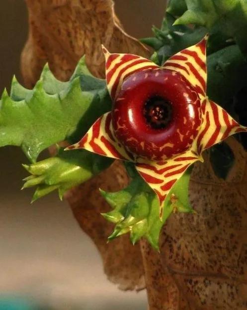 五星花有什么特点,五星花最漂亮的品种