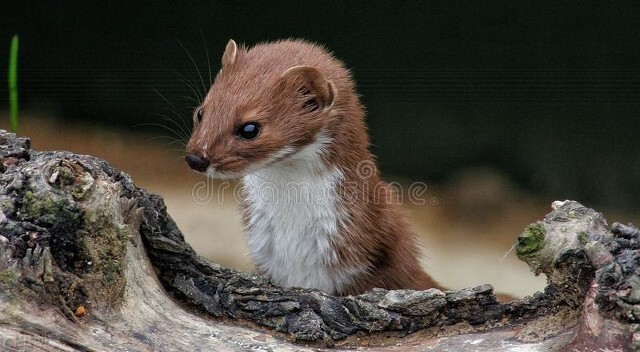 黄鼠狼不是动物吗为什么还有灵性,黄鼠狼科普动物成精