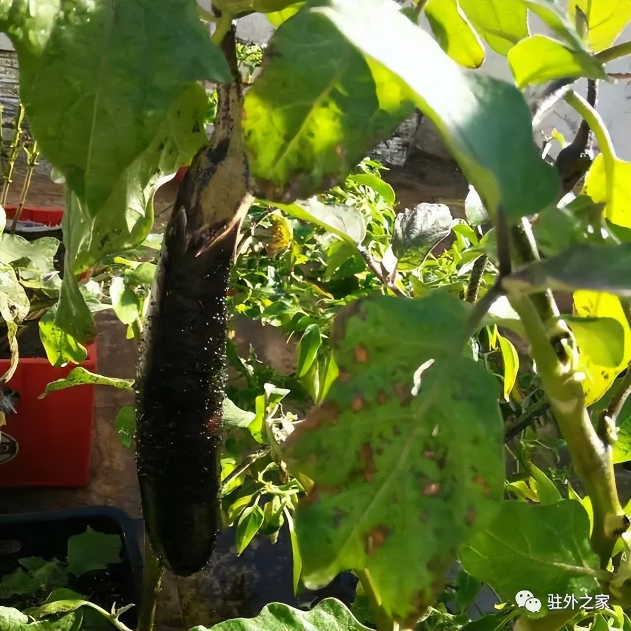 驻外人的“花花世界”——且看菜园变花园