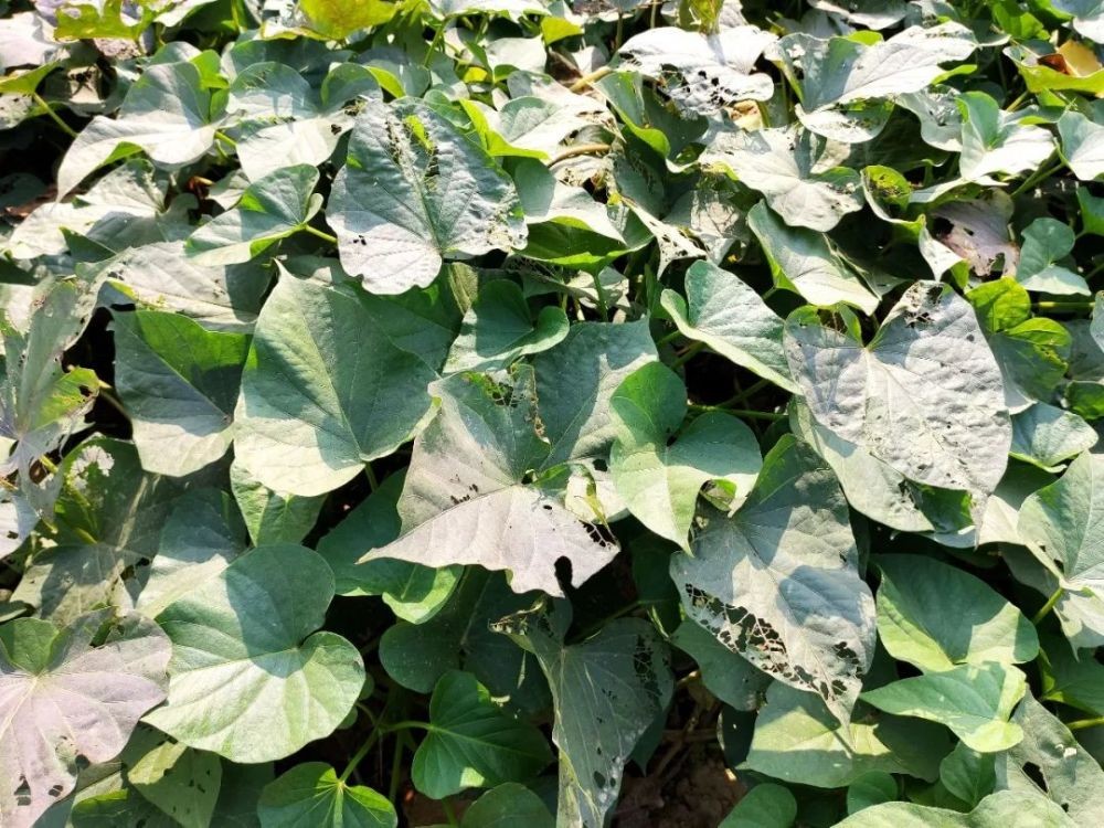 红薯怎么种才能高产用什么样肥料,雨季红薯旺长