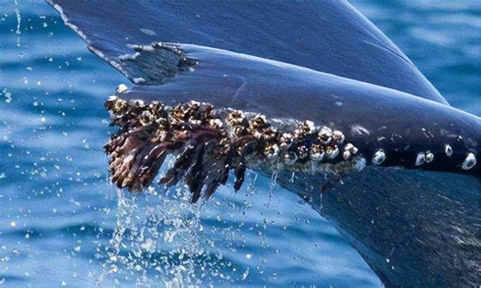 每次航线结束能刮下十多吨海鲜，都到海鲜市场了？这种海鲜吃不得