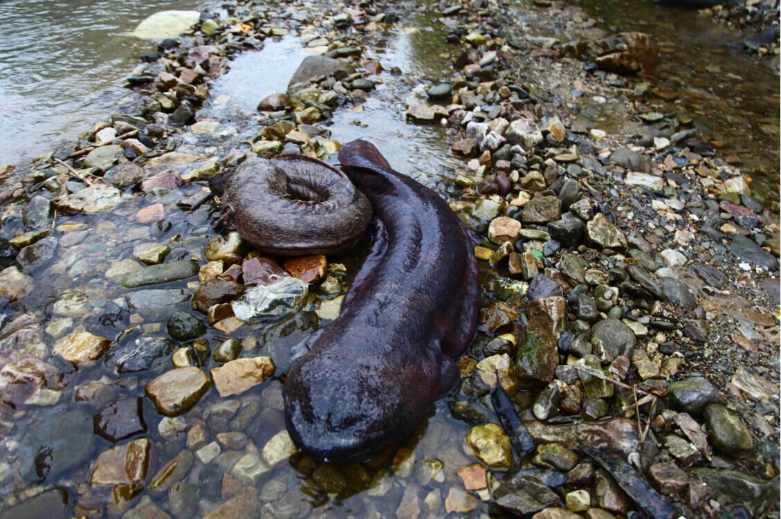 大鲵选育研究和病毒疫苗研发