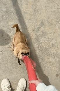 笑死！狗子1个蛋上被蚊子咬了8个包，成巨蛋小子了！