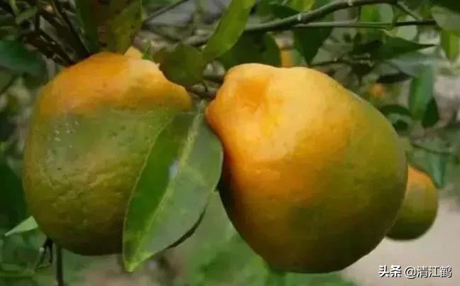 黄龙病树不砍除会自然枯死吗,黄龙树病能治理吗