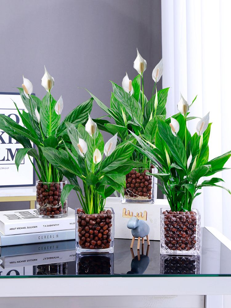 6种漂亮的富贵花好养好看还招财,可以养在家里的富贵花品种